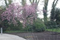 Een bloeiende (sier)kersenboom en een bed met aardbeidenplantjes