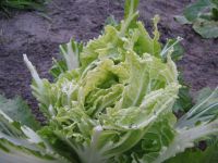 Konijntjes lusten ook alles!