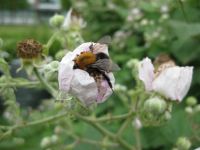 Braam en hommel