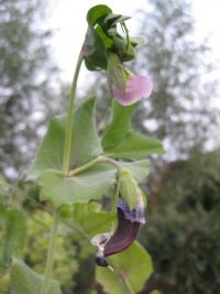 Capucijner bloem en jonge peul
