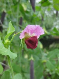 Capucijner bloem
