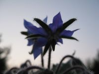 Komkommerkruid van onderen