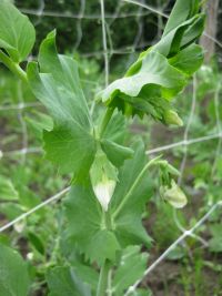 Peul bloem
