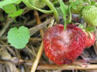 Aardbei opgegeten door een slak