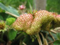 Aardbei
