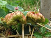 Aardbeien met rare vorm