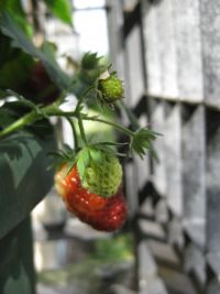 Aardbeitjes op het balkon
