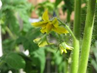 Tomaten bloemetjes