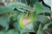 Appeltje voor de dorst