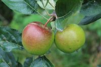 Appeltjes