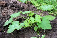 Courgette plant