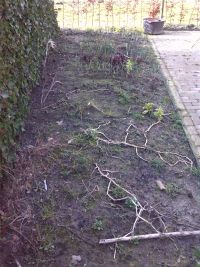 Nog wat plantgoed van vorig jaar.