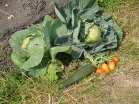 Witte kool, tomaten, courgette, de allereerste moestuinoogst!