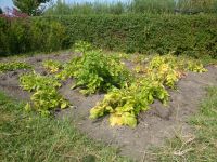 Aardappelen