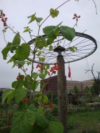 Boontjes