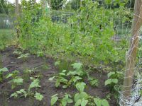 Boontjes en capucijners