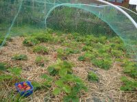 Aardbeien