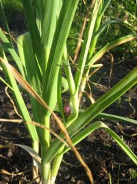 Een knoflook in een knoflook