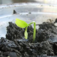 Net geboren plantjes blijven lief