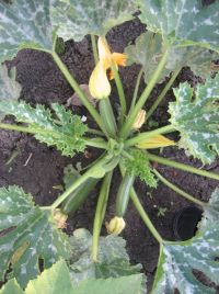 Courgette