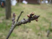 Pruimenboom