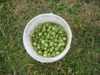 Spruitjes
