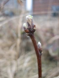 Framboos