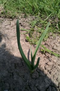 Knoflook
