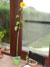 Daar heb je de zonnebloem!