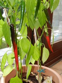 Verkleuring van de pepers