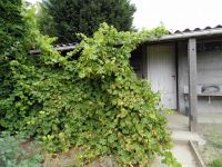 Moet wel dringend gesnoeid worden die druivelaar!