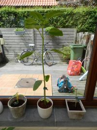 Zonnebloem doet het voorlopig goed