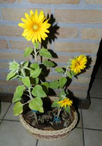 Korte zonnebloemen komen ook uit