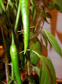 Groene grote pepers al aan de plant