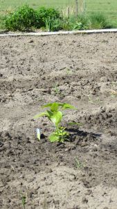 Paprika plantje