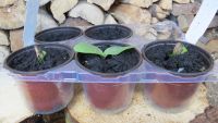 Pompoen plantjes