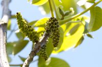 De bloem van de walnoot! 2013