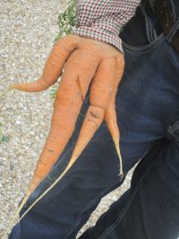 Hand(ige) wortel
