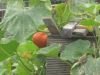 IMG_0744.JPGPompoen