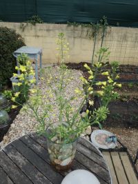 Spruitjesbloemen in een vaas