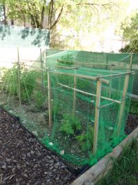 Net over de bessenstruiken