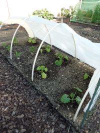 Courgette en knolselderij (nog van vorig jaar)