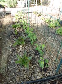 Peultjes tegen het gaas