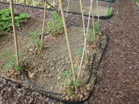 Tomatenplantjes gezet