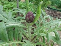 Artisjok in knop