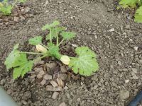 De eerste bloemen van de courgette
