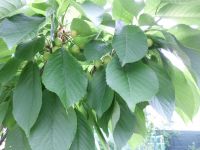 Kersen. Ze zijn nog groen.