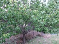 Het wordt een goed abrikozenjaar.