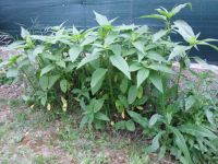 Topinamboer komt al weer op.