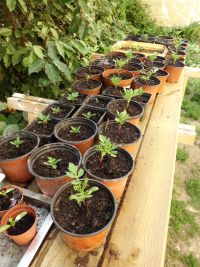 Afrikaantjes opgepot